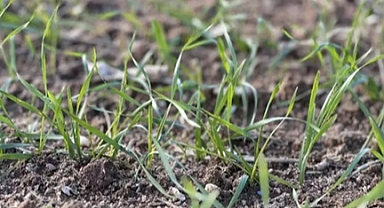 Edirne Ziraat Odası'ndan buğdayda kök hastalığına karşı ilaçlama uyarısı