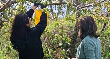 Kırklareli’nde Kokarca Zararlısına Karşı Feromon Tuzaklı Mücadele