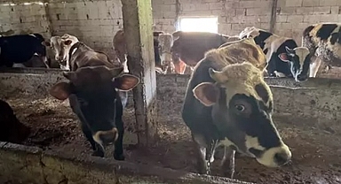 Kırklareli'ye kaçak hayvan getiren kişiye 109 bin lira ceza