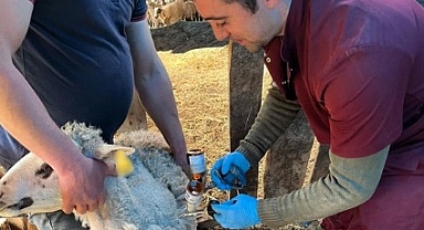 Kofçaz'da Küçükbaş Hayvanlara Rutin Aşılama Uygulaması