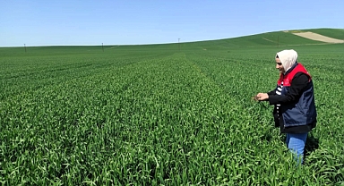 Müsellim Köyü’nde Yerli Buğday Çeşitlerine Yakın Takip