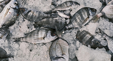 Nisan Ayında Hangi Balıklar Tüketilmeli? İşte Sağlıklı Seçenekler!