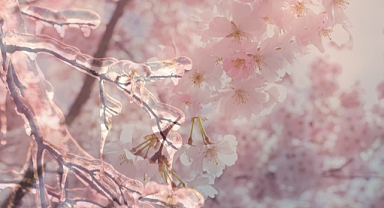 Nisan Ayındaki Zirai Don Felaketi Meclis Gündeminde