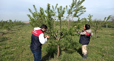 Pehlivanköy’de Don Afeti Sonrası Hasar Tespit Çalışmaları Başladı