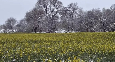 Trakya'nın 'sarı altın çiçeği' kanola tarlaları, nisan karıyla beyaza büründü