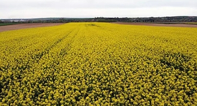 Trakya'nın 'sarı altın çiçeği' kanola, zirai dondan korundu