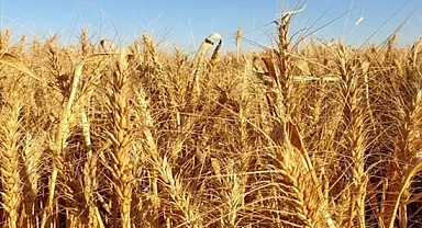 TÜİK: Tarımsal girdi fiyatları Şubat'ta arttı