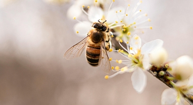 20 Mayıs Dünya Arı Günü: Doğanın Gizli Kahramanları Arılar ve Arıcılığın Önemi