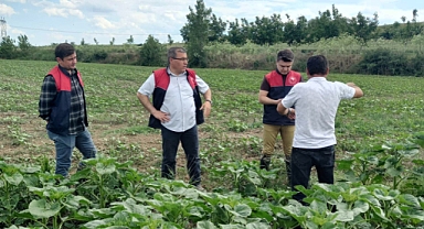 Ayçiçeği Üretiminde Kalite Hedefi