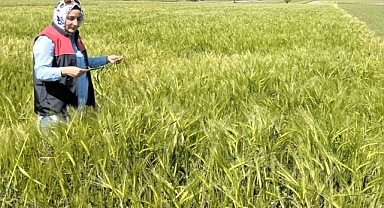 Babaeski’de Arpa Tarlalarında Fenolojik ve Zararlı Kontrolleri Sürüyor