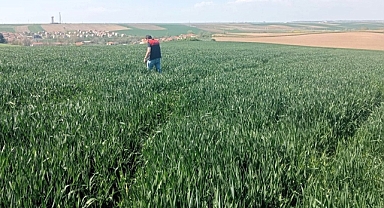 Babaeski'de Buğday Tarlalarına Yakın Takip