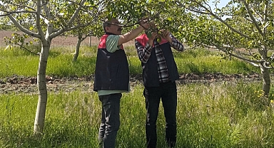 Babaeski’de Don Afeti Sonrası Hasar Tespit Çalışmaları Sürüyor