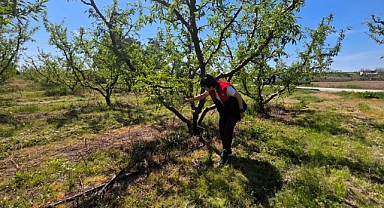 Babaeski’de Feromon Tuzakları Kontrol Edildi