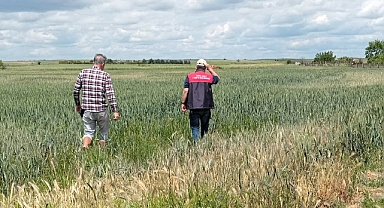 Babaeski’de Süne Yumurta Parazitoit Survey Çalışmaları Devam Ediyor