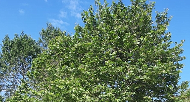 Babaeski’de Yarın Hava Nasıl Olacak? İşte 21 Mayıs 2025 Hava Durumu Detayları