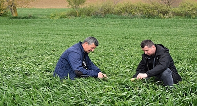 BÜYÜKŞEHİR'DEN ÜRETİCİLERE YEM BİTKİSİ DESTEĞİ
