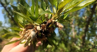 Don Afeti Sonrası Hasar Tespit Çalışmaları Başladı