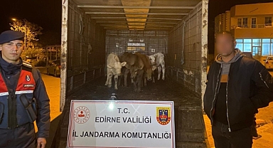 Edirne'de çalınan 6 koyunu jandarma dron yardımıyla buldu; 2 gözaltı