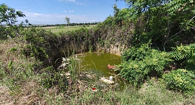Edirne’de su dolu çukurda başsız 3 ölü köpek bulundu