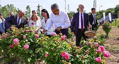 Edirne Gülü Dördüncü Kez Hasat Edildi