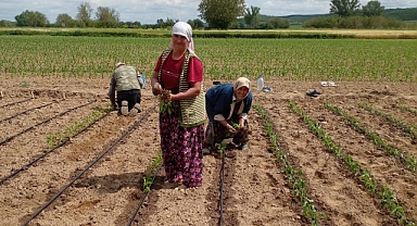 Karamesutlu Köyü'nde Biber Fideleri Toprakla Buluştu