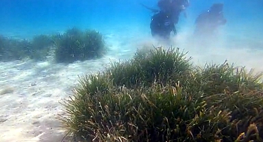Prof. Dr. Tecer: Deniz çayırında, bazı türler yok olma tehlikesiyle karşı karşıya