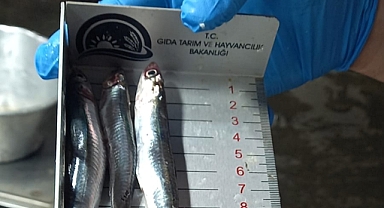 Su Ürünleri Satış Noktalarına Sıkı Denetim