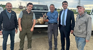 Sulama kanalına düşen karacayı çiftçiler kurtardı