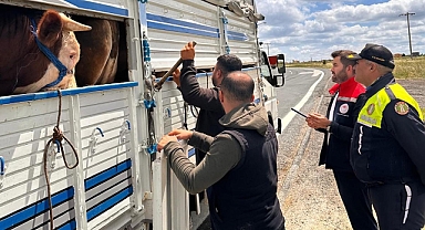 Tekirdağ'a kaçak hayvan getiren besiciye 105 bin lira ceza