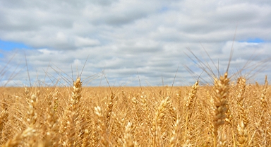 TÜİK’ten 2025 Yılı Bitkisel Üretim Tahmini: Üretimde Genel Azalış Bekleniyor