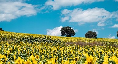 Üreticilere Önemli Uyarı: Müstahsil Makbuzları İçin Son Tarih 9 Mayıs 2025