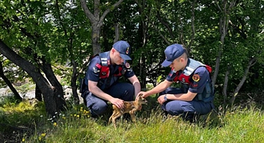 Yaralı bulunan yavru karaca tedaviye alındı
