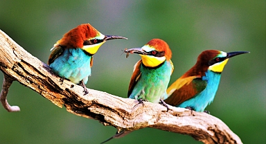 30 yıldır çektiği yaban hayatı fotoğraflarıyla, geleceğe kaynak bırakmaya hazırlanıyor