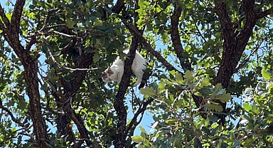 Ağaçta mahsur kalan kedi için vali devreye girdi; 18 saat sonra kurtarıldı