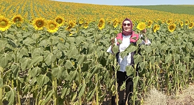 Babaeski’de Ayçiçeği Tarlalarına Yakın Takip