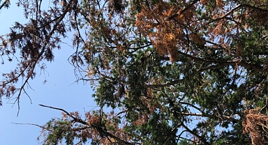 Babaeski’de Yarın Hava Nasıl Olacak? İşte 22 Haziran 2025 Hava Durumu Tahmini