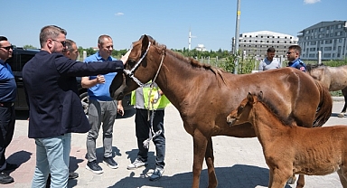 Başıboş Atlara Müdahale: Güvenli Kent Yaşamı İçin Adım Atıldı