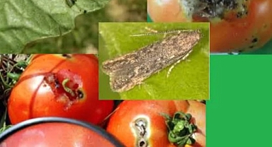 Domates Güvesi Tehlikesi: Üreticiler Uyarıldı