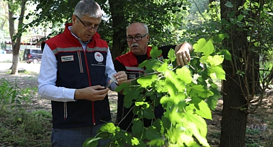 Edirne'de 'kahverengi kokarca'ya karşı 2 bin adet samuray arısı doğaya salındı