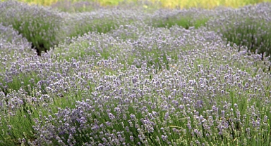 Edirne’de ‘Lavanta Tarla Günleri’ başladı