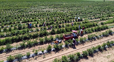 Edirne'de yaban mersini hasadı, don nedeniyle verim kaybıyla başladı
