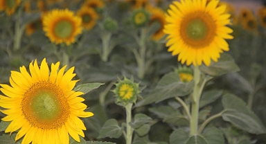Günebakanlar Çiçek Açtı, Tarlalar Sarıya Büründü