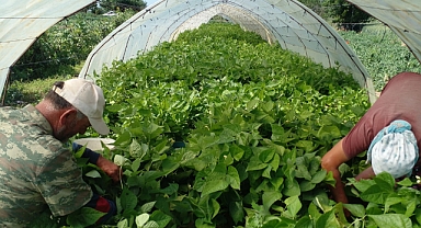 Karamesutlu Köyü'nde Üreticilerin Yaz Mesaisi