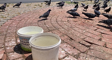 Kırklareli Belediyesi’nden Sokak Hayvanlarına Yaz Sıcağında Can Suyu