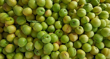 Kırklareli Pazarı'nda Can Erik Tezgâhlarda Yerini Aldı 