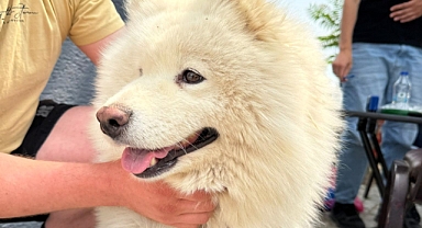 Lüleburgaz'da Kedi ve Köpeklere Kuduz Aşısı Uygulamaları Devam Ediyor