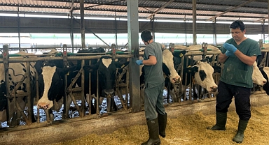 Lüleburgaz Kayabeyli Köyünde Arilik Çalışmaları Devam Ediyor