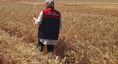 Müsellim Köyü'nde Yerli Buğday Çeşitleri Kontrol Altında