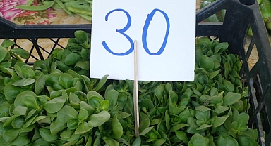 Pazarda Yaz Bereketi: Semiz Otu Tezgâhların Gözdesi Oldu