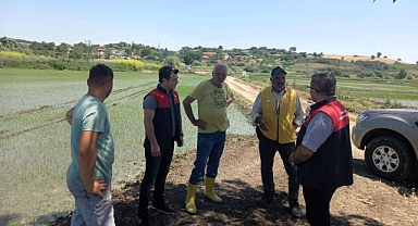 Pehlivanköy’de Çeltik Tarlalarına Sıkı Denetim